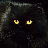 Без кота и жизнь не та