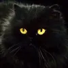 Без кота и жизнь не та