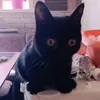 Кошатники