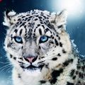 Аватар паблишера White panter team