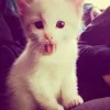 wenaxi
