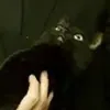 DimAssIo