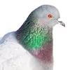 Голубькрутой