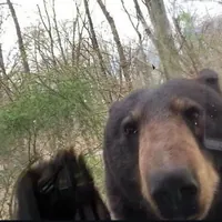 Голодный_принтер