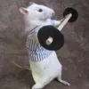 fon-fed