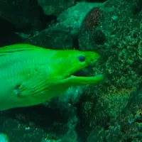 Oculopus