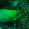 Oculopus