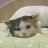 -Ëсико-