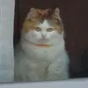 KatBoss