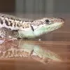 Crazy_Lizard