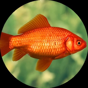Gold_Fish