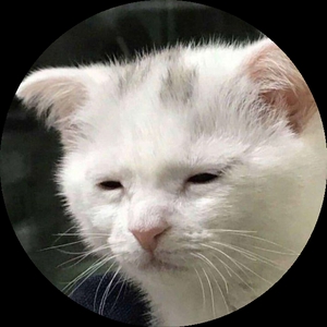 Wolfixy